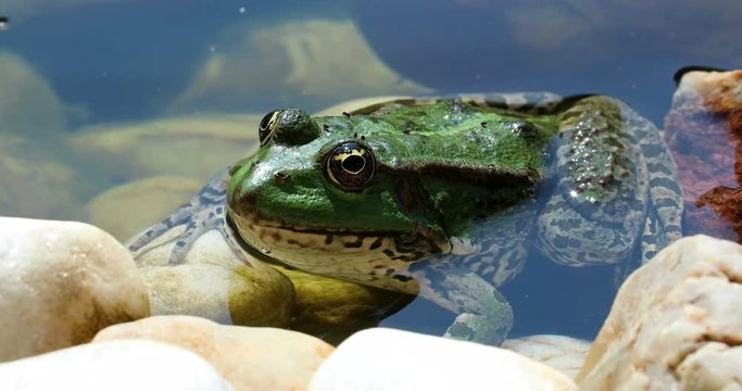 Green Frog In The Water - Profile View. Close Up Portrait Of Iberian Green Frog, Also Known As Iberian Water Frog Or Coruna Frog (Pelophylax Perezi) - DCi 4K Resolution
