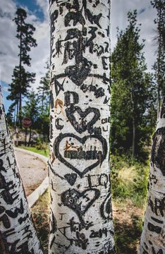 heart carved into birch tree