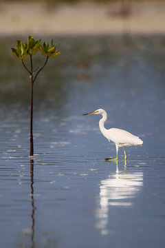 Olango Island Wildlife Sanctuary