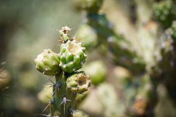 macro cacti bulbs