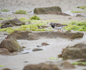 oiseau tournepierre à collier en couleur en lumière du jour sur le sable en été seul