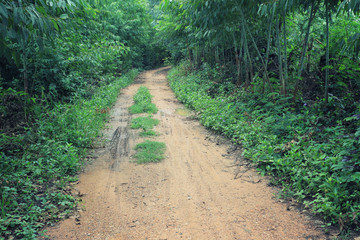 Rural road with trees.