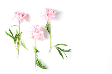 fresh peony flowers on white background. flat lay, top view, blanck space for a text