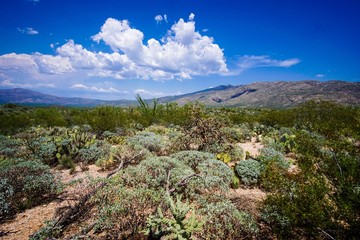Fototapeta na wymiar saguaro national park plants