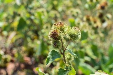 Macro shot of a thistle in summer sunshine.