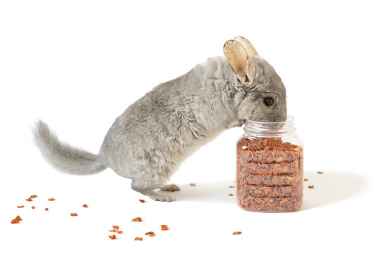 The cute chinchilla eating dry carrot from jar of carrot