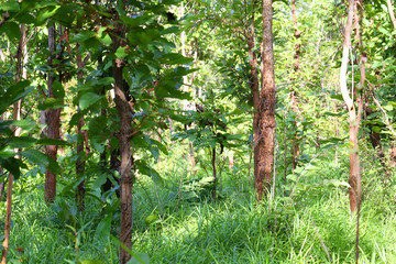 Trees in the rainforest of Thailand Terrain.
