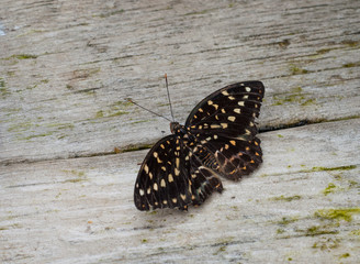 papillon noir et jaune sur le sol en gros plan