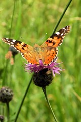 Schmetterling Distelfalter (Vanessa cardui)