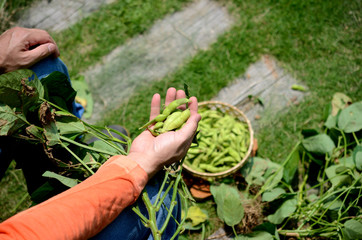 枝豆の収穫