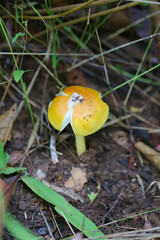 Fresh Yellow Amanita virosa of mushroom to can eat on ground.