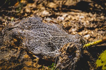 tumbleweed in the desert