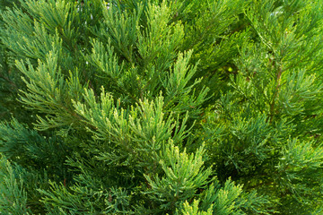 Detail Mammutbaum, Sequoioideae, Hintergrund