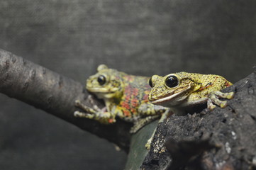 two frogs on the wooden branch