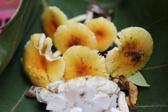 Fresh Yellow Amanita virosa of mushroom to can eat on green leaf.