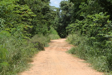 Rural Road to the forest with trees.