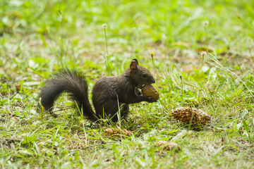 Cute squirrel carrying a nut