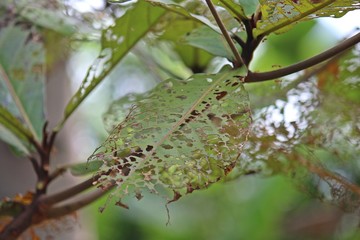 Leaf,  many insects bite it,  see to strange but be beautiful.