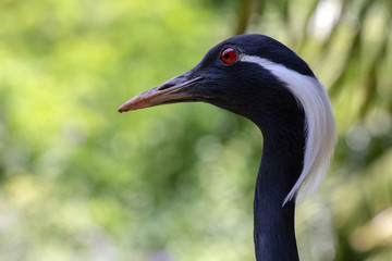 Demoiselle Crane Portrait