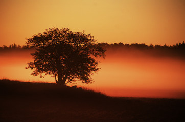 Fototapeta na wymiar august misty morning tree