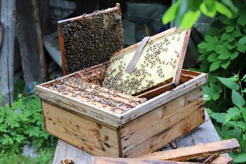 Bees in hives, crawling on the frames with honey.