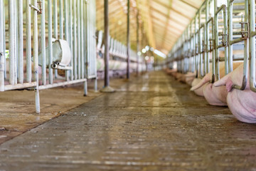 Pigs lying in the stall, group of mammal stay indoor on the farm