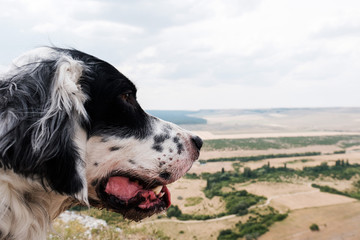 white big Dog looking down on plain. English setter outdoors