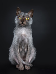 Cool Lykoi werewolf cat sitting up facing front looking straight at lens with head slightly tilted,...