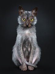 Cool Lykoi werewolf cat sitting up facing front looking very concentrated and focussed straight at...