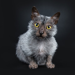 Cool Lykoi werewolf cat laying down facing front looking aggitated into lens, isolated on black...
