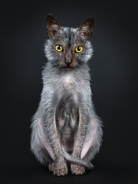 Cool Lykoi werewolf cat sitting up facing front looking very concentrated and focussed straight at lens with head slightly tilted down, isolated on black background