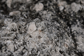 Limestone, granite texture, background