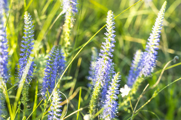 Beautiful and delicate, flowers in the meadow.