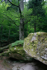 Stones in the forest