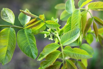 Young flower, walnut. Spring bloom on a walnut tree.