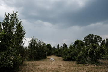 white big Dog running on park. English setter outdoors