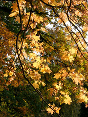 Autumnal maple leaves