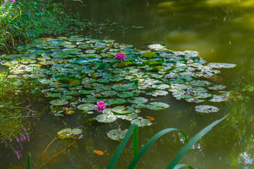 Water lilies in a pond in a nature reserve