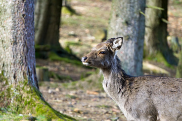 Junges Reh im Wald