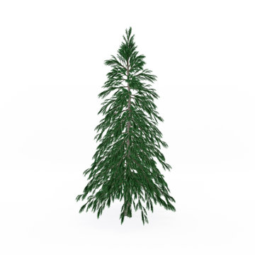 Abies tree. Isolated on white background. 3D rendering illustration.