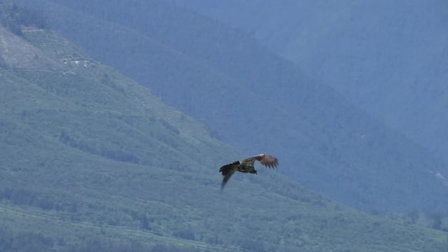 A single juvenile Bald Eagle (Haliaeetus leucocephalus) in flight carries a fish towards another juvenile eagle, at which point several eagles set upon him for his fish.