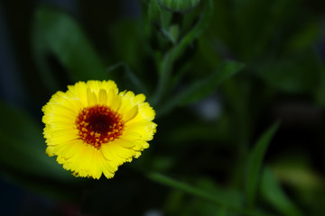 Single Isolated Bright Yellow and Orange Vibrant Vivid Nature Calendula Marigold Herb Flower Blossom Bloom With Soft Focus Natural Dark Green Leaf Background