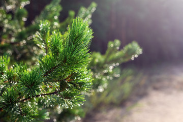 Evergreen pine tree branch in warm morning light. Close-up coniferous tree needle with spider web in sunrise. Beautiful fresh nature green forest background