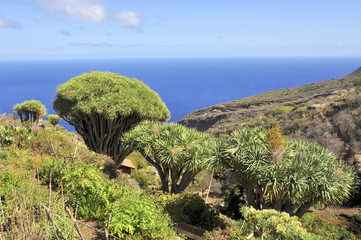 Kanarische Drachenbäume (Dracaena draco), Insel La Palma, Kanaren, Spanien, Europa