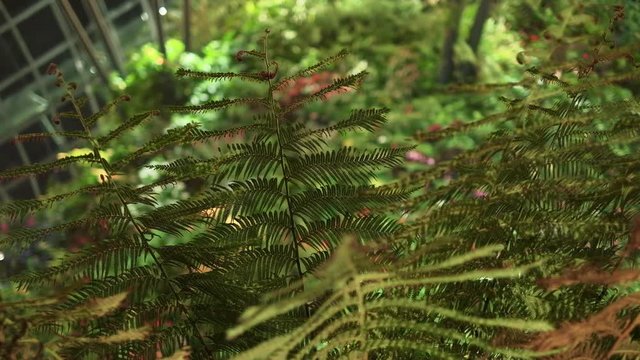 Singapore - May 2018: Bottom view of fern.