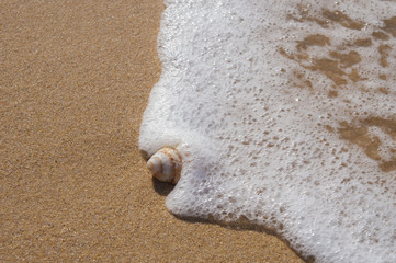 seashell in sea foam