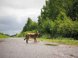 Big red dog standing on a country road