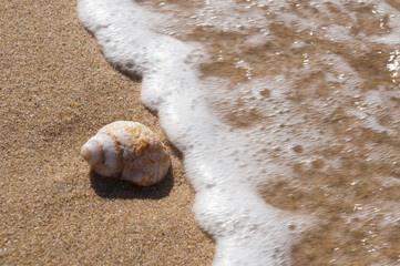 seashell on the sand and sea waves