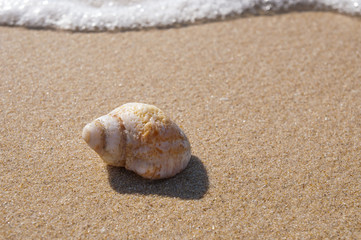 Fototapeta na wymiar seashell on the sand and sea waves