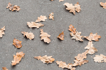 Autumn background. Dry orange foliage lying on asphalt. Fallen oak leaves on road